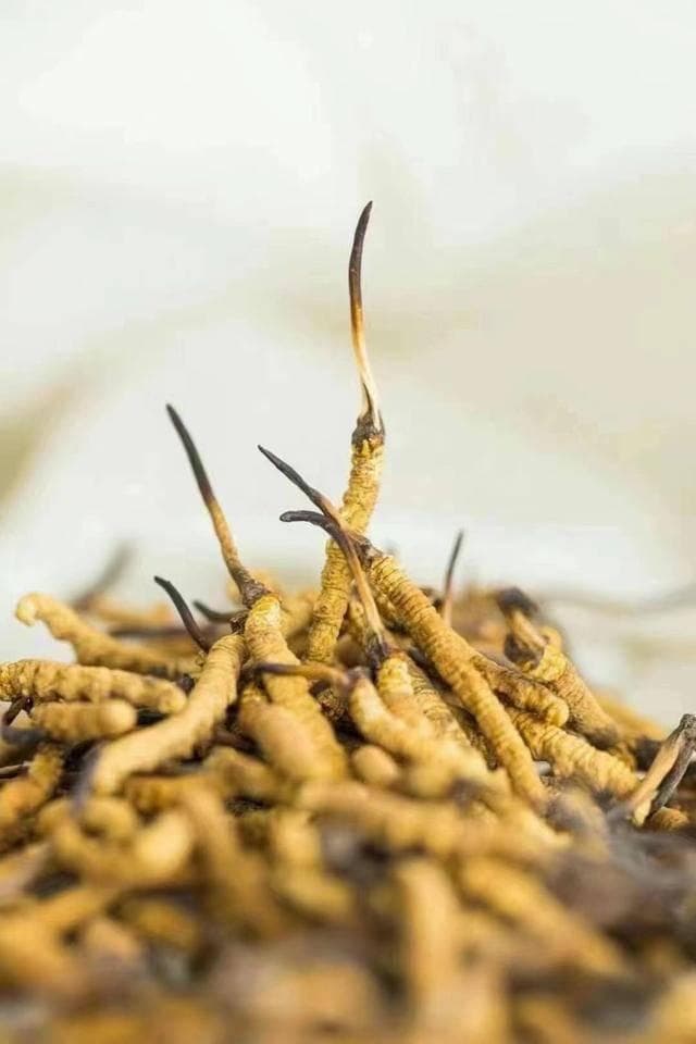 冬虫夏草和人工虫草的区别，看完你还会说“差不多”吗？