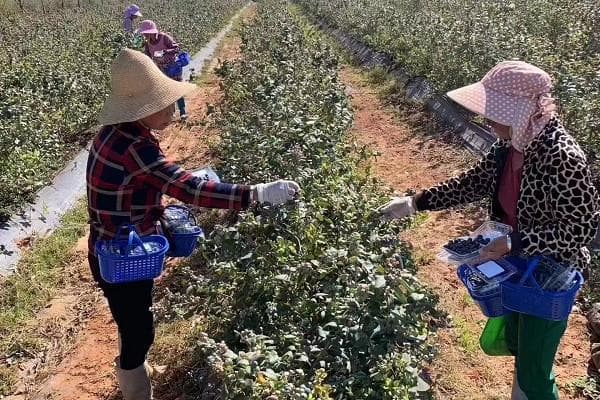 2025蓝莓苗价格及国内主要产地介绍