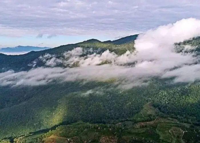 困鹿山的秘境：无量山余脉中的古茶树，茶汤中的甘甜与醇厚