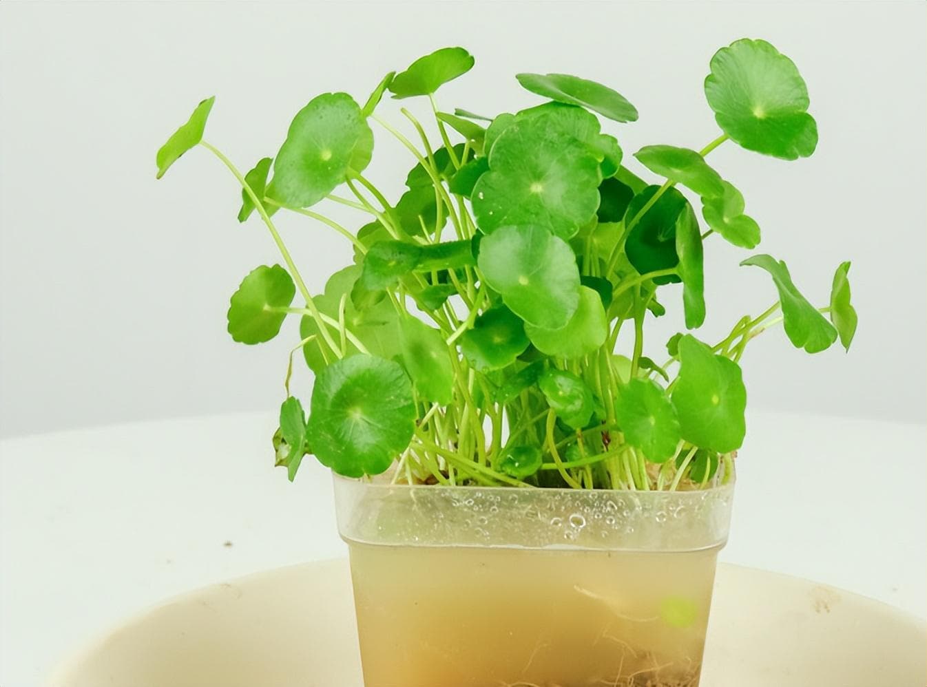 适合家养的水生植物有哪些（盘点五种常见的水生植物）