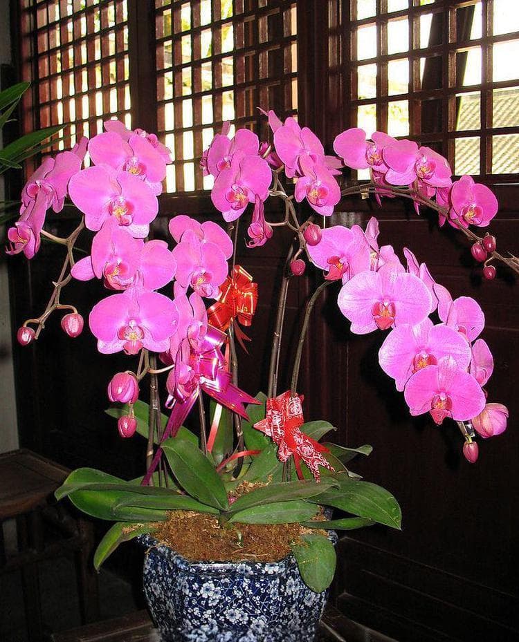 蝴蝶兰花语和寓意是什么