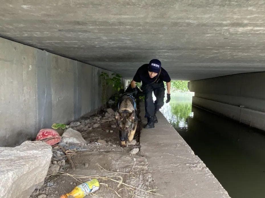 力量与智慧并存：六种常见警犬能力全解析