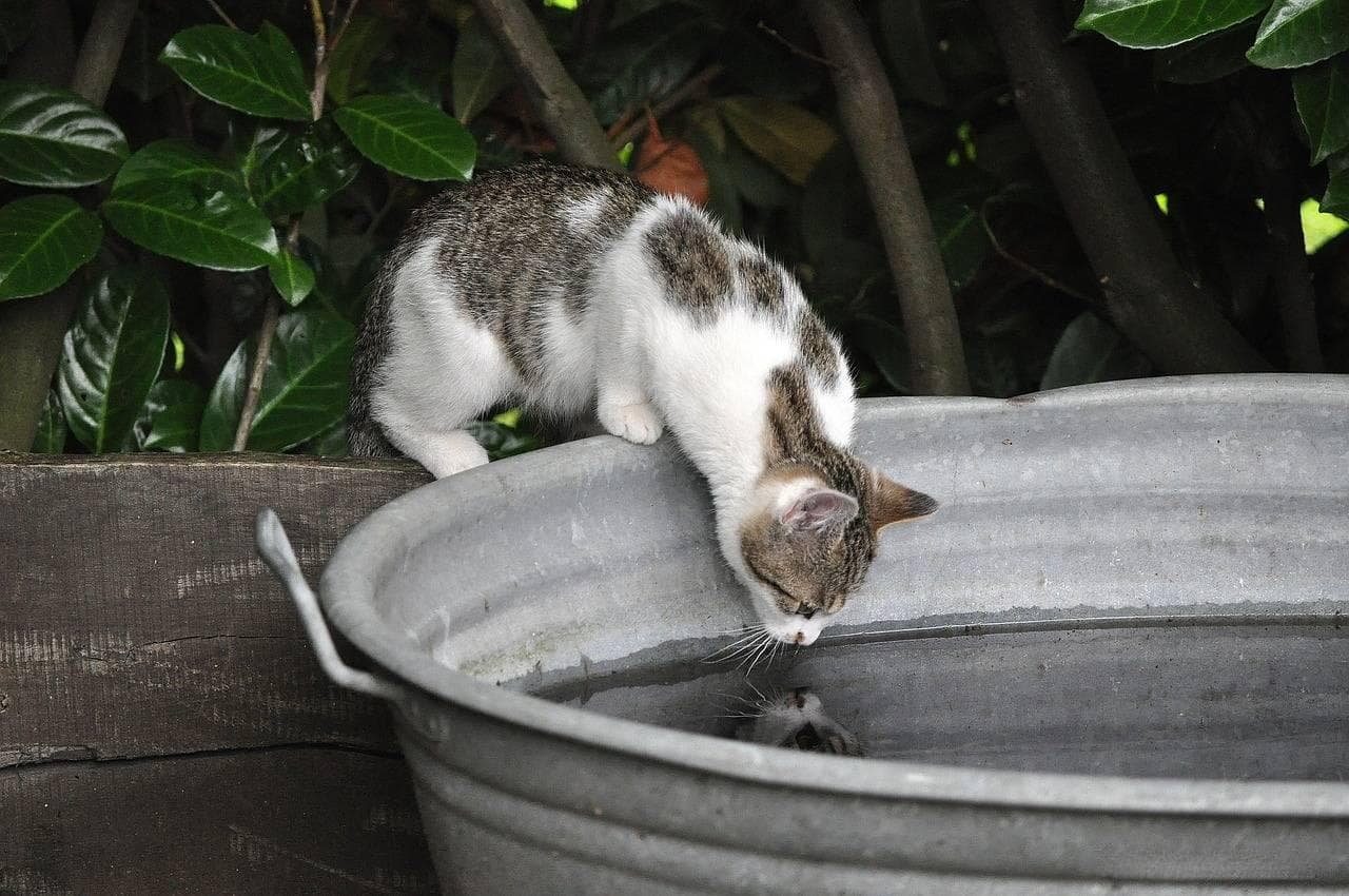 为何猫咪如此钟爱流动水源？全方位解读猫咪饮水行为及其背后原因