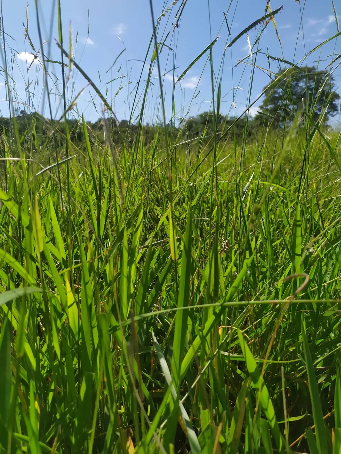 海南互花米草防治：一场生态保护的持久战