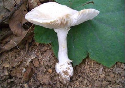 广东近期频发野生蘑菇中毒事件，专家提醒：路边的野菇不要采！