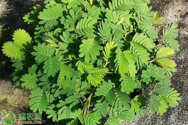 含羞草养护方法及技巧