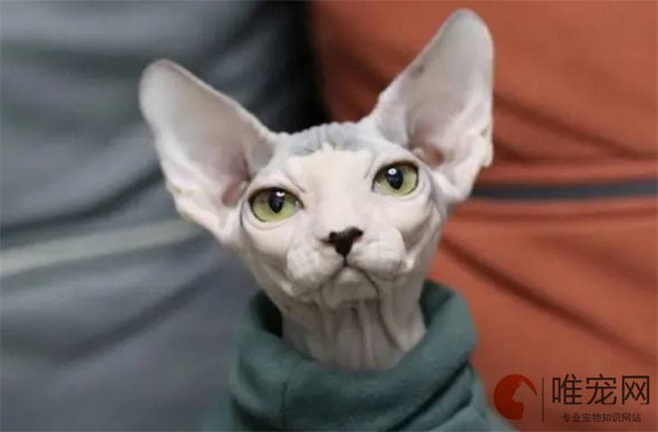 猫喜欢主动靠近哪些人 如何吸引猫咪