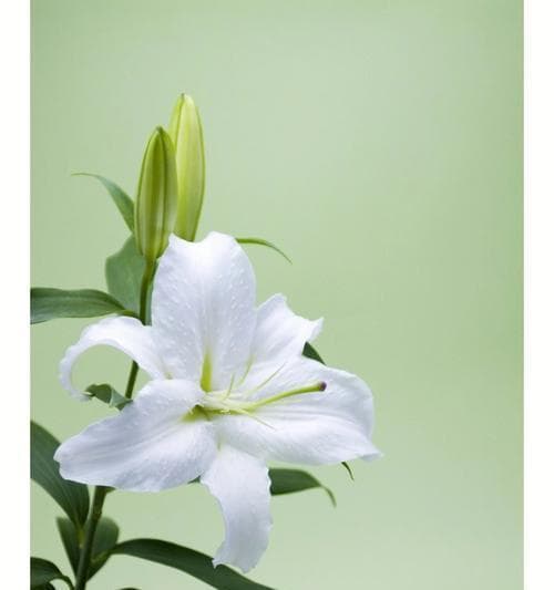 白百合的花语：纯洁、高贵与祝福的多重寓意