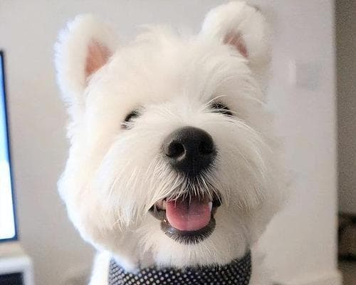 西高地白梗犬的科学养护指南