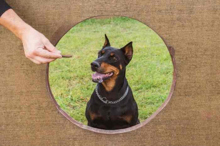 杜宾犬吃什么狗粮比较好?(杜宾犬不能吃的食物清单)