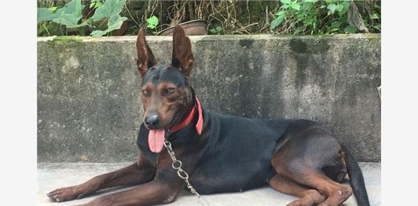 了解莱州红犬——中国的宠物品种（探索莱州红犬的特性与养护技巧）