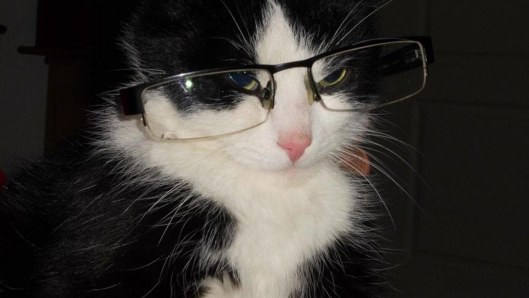 还在纠结给不给猫猫做绝育？看完再做决定吧