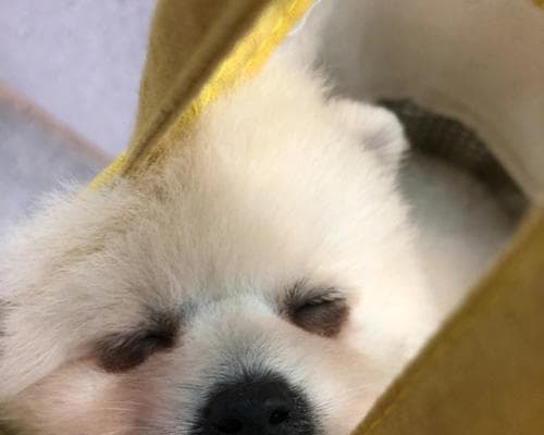 小狗一天睡眠时间大揭秘！（探究宠物睡眠规律，带你了解小狗睡觉的那些事儿！）