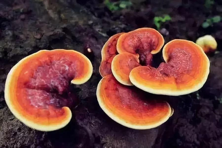 灵芝的多重功效：你不知道的健康益处