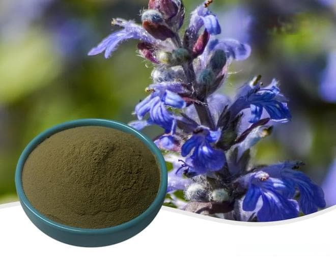 筋骨草提取物的土克甾酮在运动补剂中的作用与功效