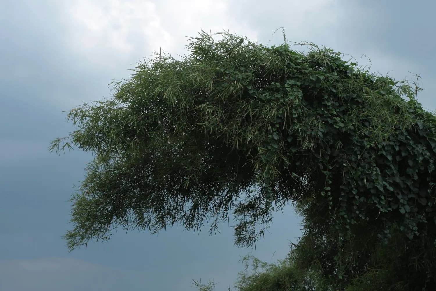双路通苍鹅鼻炎片：过敏性鼻炎患者的福音？