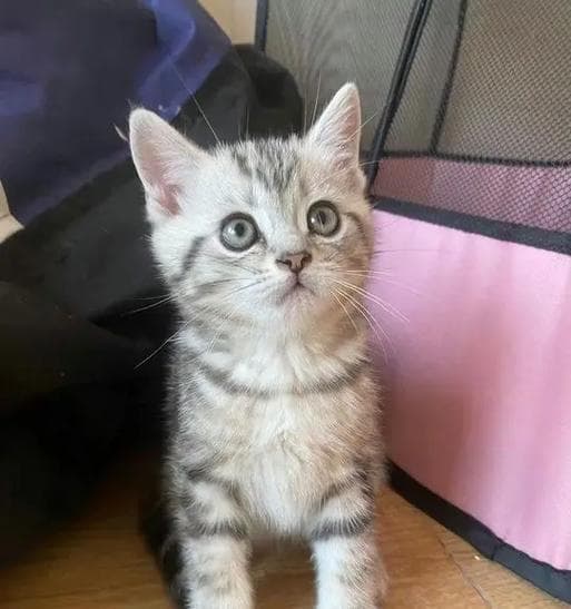 美短猫的优点与特点（了解美短猫，选择理想宠物伴侣）