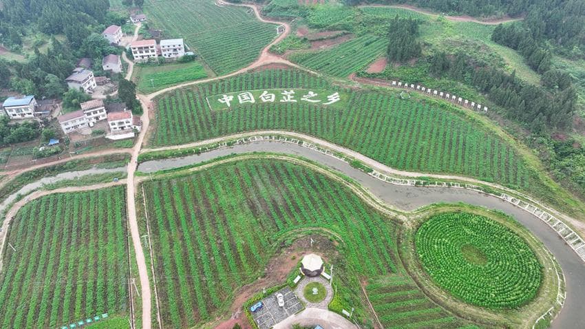 遂宁中医药产业年产值22亿，引进14位名医构建四级服务体系