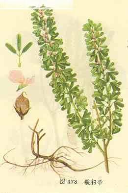 铁扫帚Inddigofera bungeana Steud.