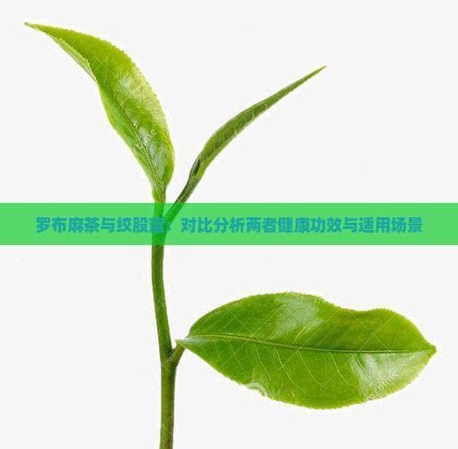 罗布麻茶与绞股蓝：对比分析两者健康功效与适用场景