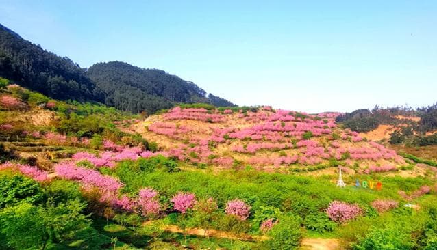 福州罗源湾樱花园：2025开放时间+票价+交通+地址
