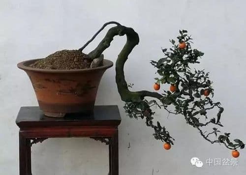 金弹子盆景养护全攻略：从土壤到繁殖的全方位指南