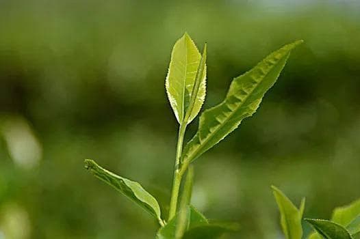 海南绿茶：热带海岛上的清新瑰宝