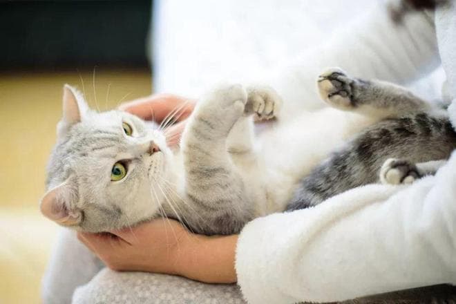 最新研究证明：养猫对人类的心脏健康有好处