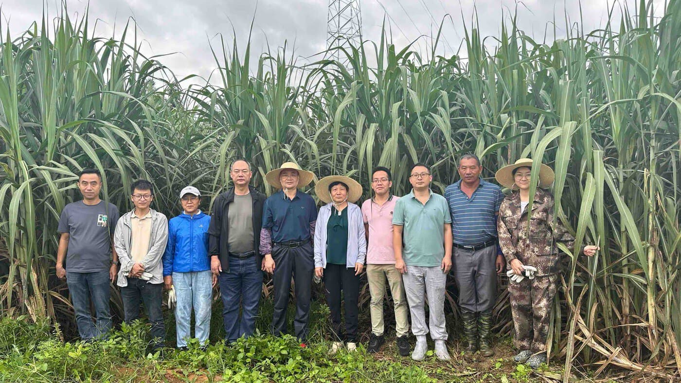 云南甘蔗品种创新强力支撑勐海蔗糖产业筑起“甜蜜”之路