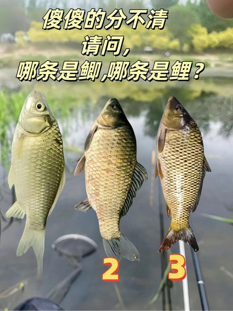 草鱼鲤鱼鲫鱼鱼苗怎么区分（鲫鱼鲤鱼草鱼怎么区分）