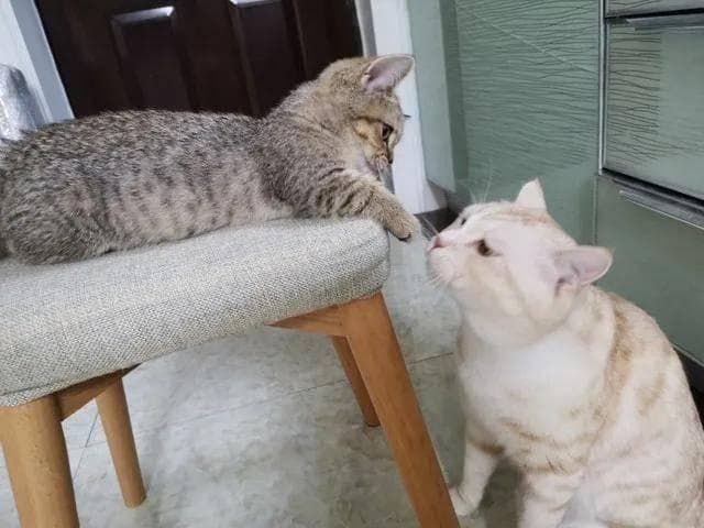 猫咪吃醋的五大表现，一眼就识破！