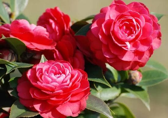 山茶花品种介绍 花语以及养殖注意事项