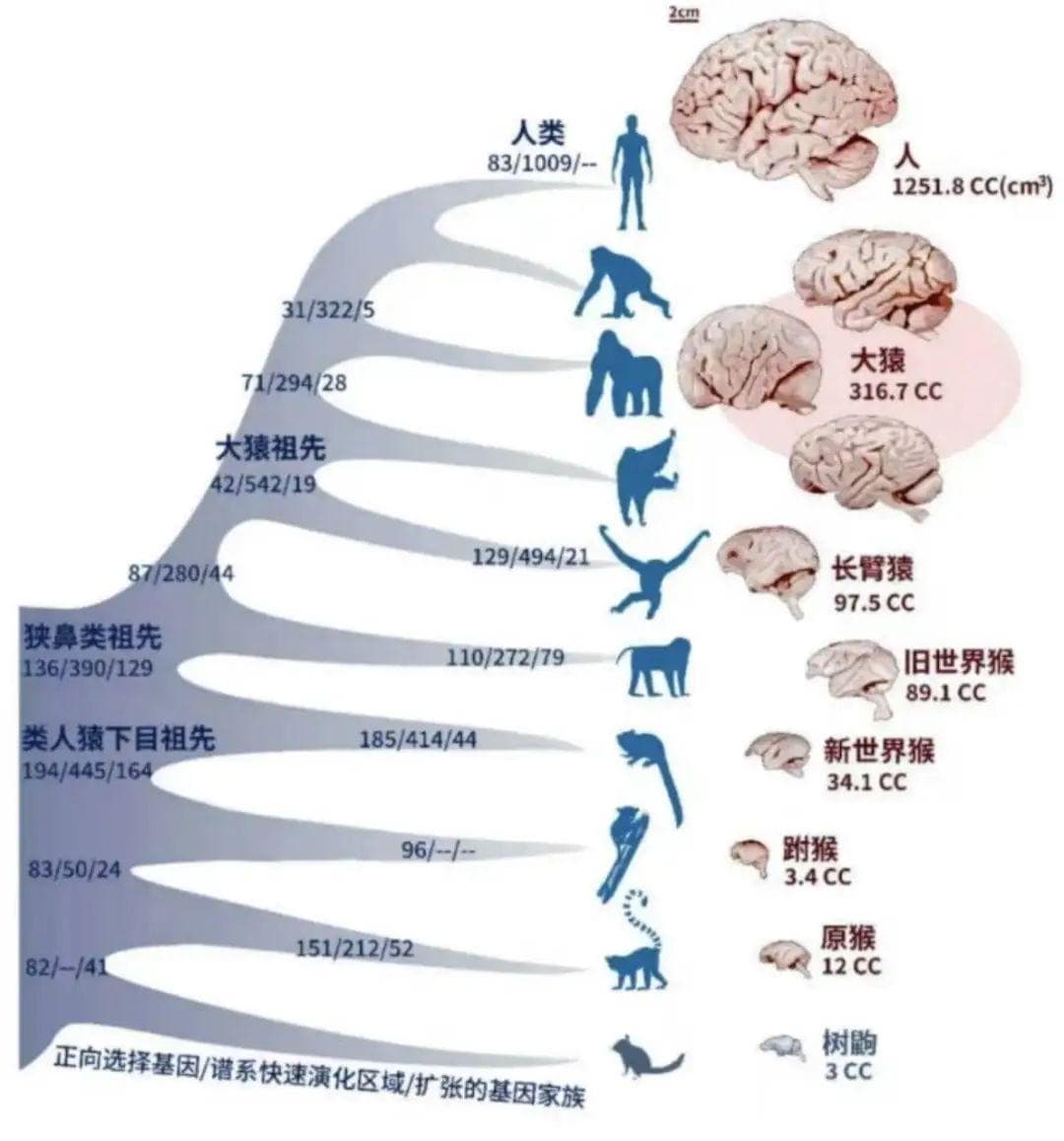 脑袋越大，智商越高？揭秘人类大脑40年的变化