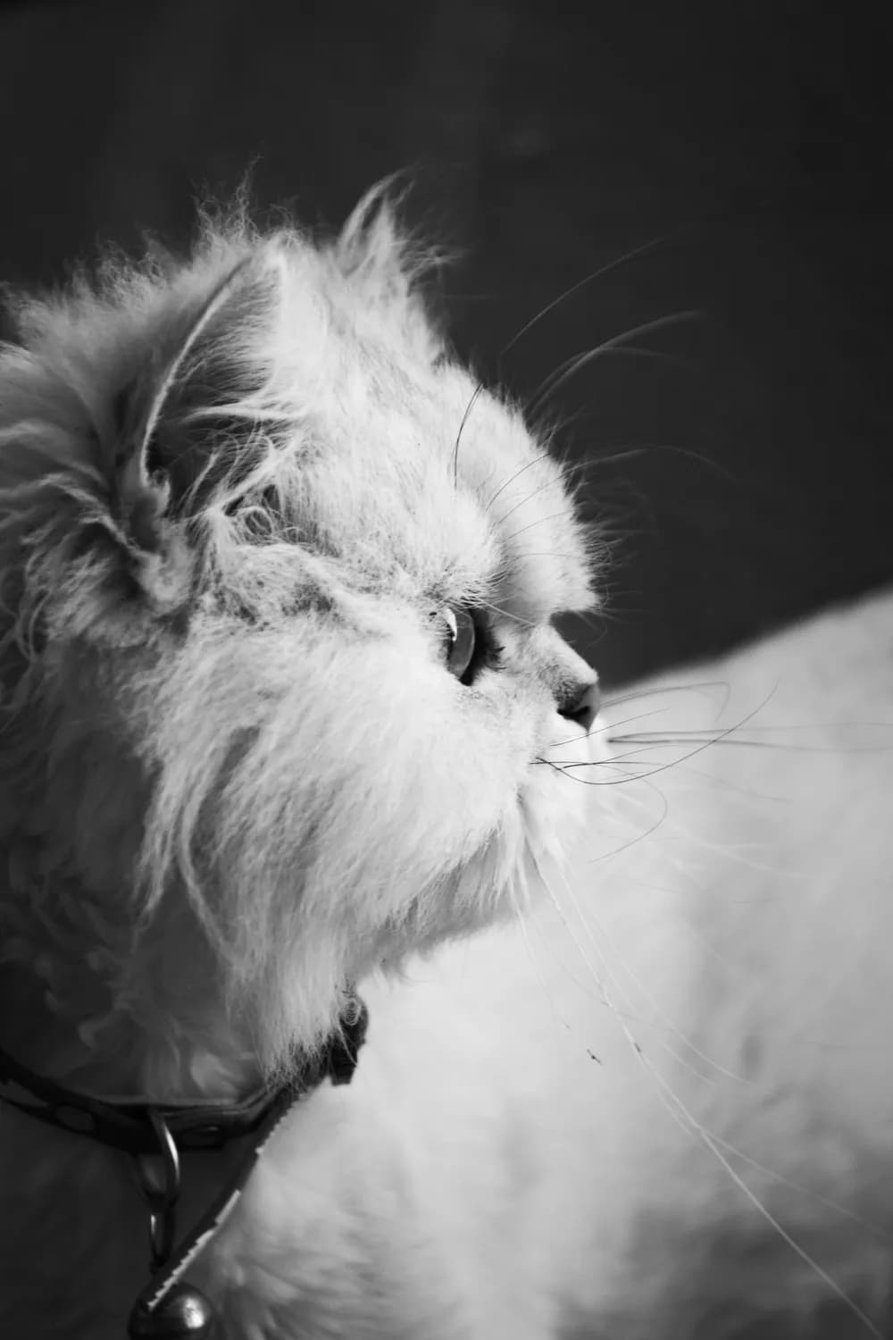 金吉拉猫智商揭秘：跟两岁宝宝一样？
