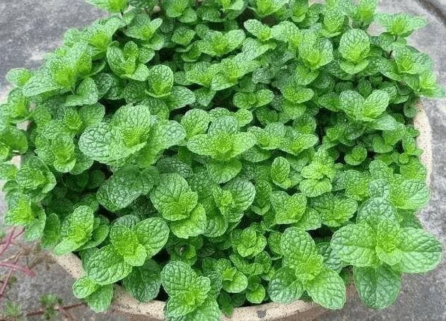 57岁阿姨每天干嚼薄荷叶养生，6个月后去医院，医生：这是干了啥