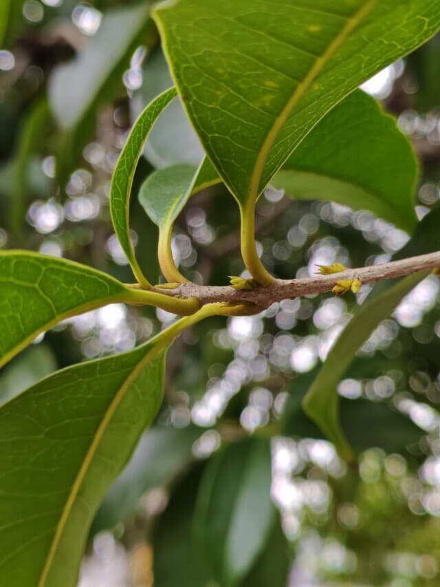 长沙桂花集体“迟到”，10月或能满城飘香