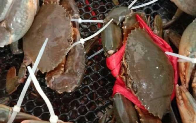 螃蟹可以带上飞机吗？活螃蟹不能随身带上飞机，但可以办理托运！
