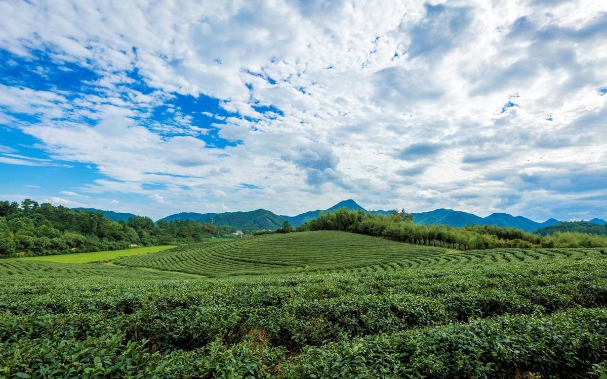 河南桐柏：生态甘泉润香茗