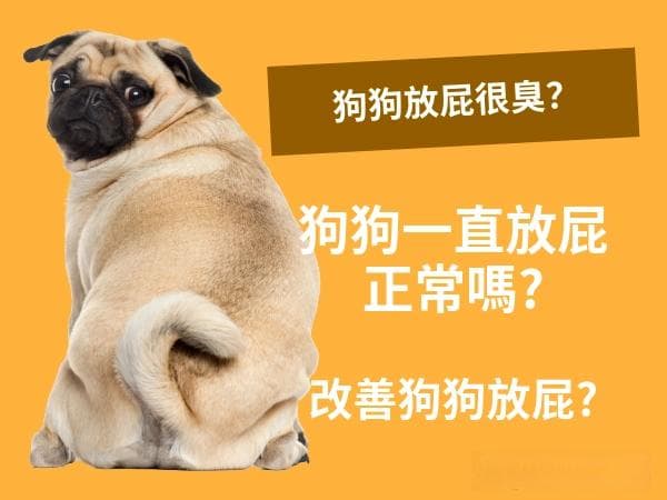 狗狗放屁很臭？狗狗一直放屁正常嗎？狗狗放屁八大原因！