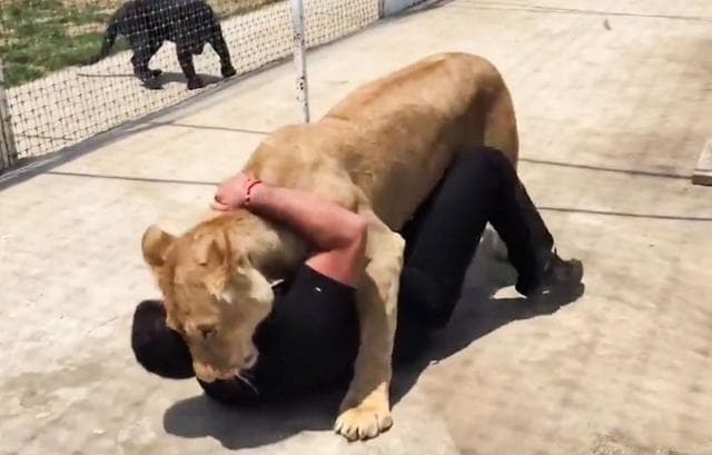 狗狗生产前的5个关键征兆及应对指南