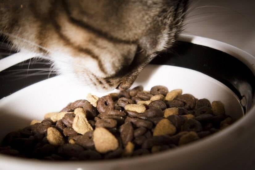 小猫突然不吃不喝没精神，背后原因和解决方法