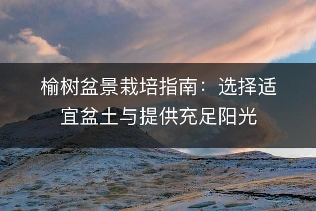 榆树盆景栽培指南：选择适宜盆土与提供充足阳光