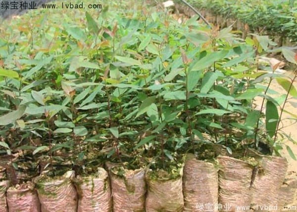 桉树砍伐证最新规定