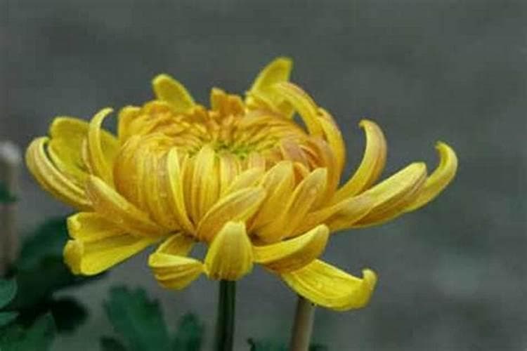 菊花繁殖全攻略：播种、扦插、分株、压条、嫁接五种方法详解