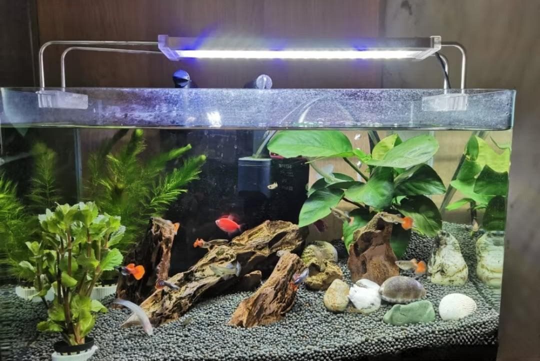 孔雀鱼饲养指南！