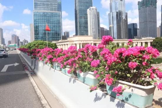 上海高架三角梅进入最佳观赏期，养护指南助力打造"空中花廊"