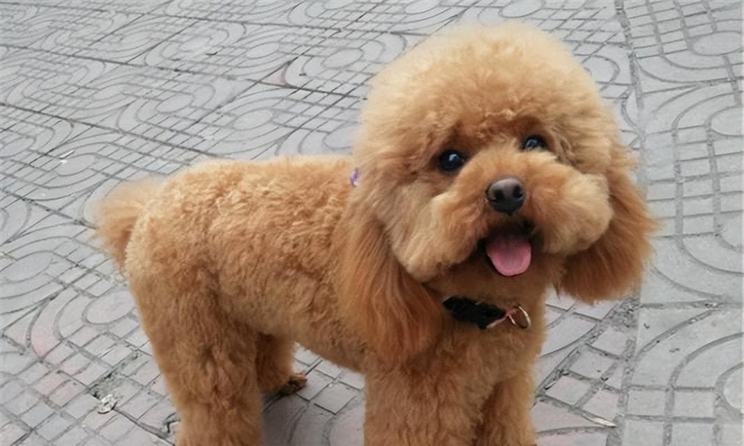 泰迪犬的寿命及延长方法（探寻泰迪犬寿命的秘密，如何让它们健康长寿？）