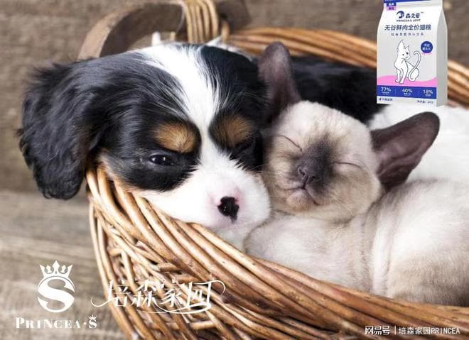 如何让猫狗和平共处，达到猫狗双全的梦想？