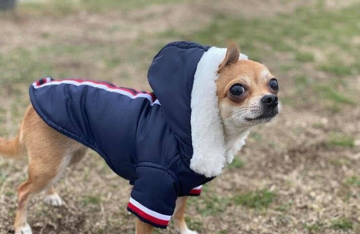 狗狗冬季健康指南：保暖措施与护理要点