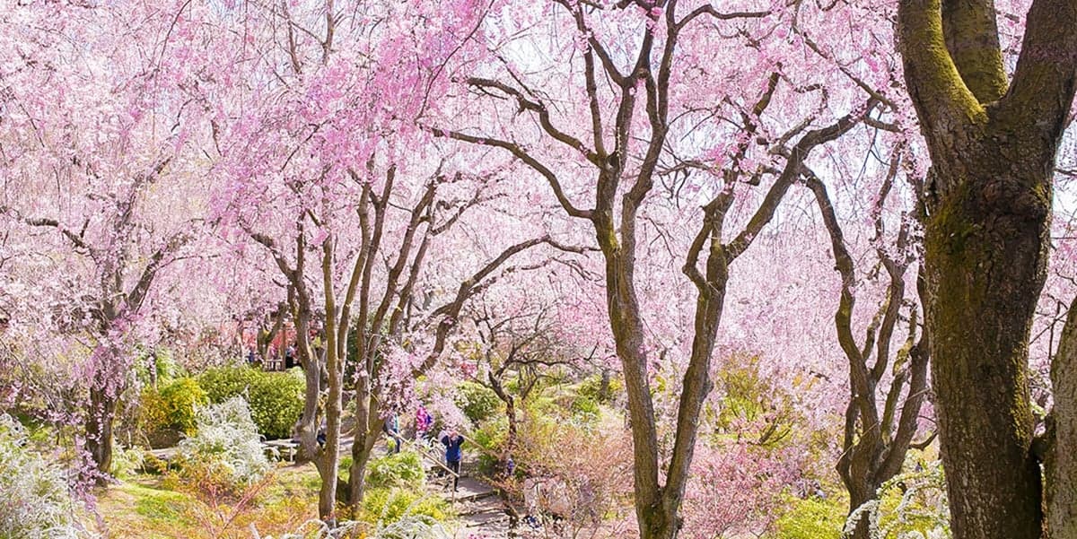 日本自由行：避开人潮，发现日本樱花季的私藏美景
